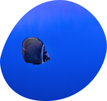 Ловись рыбка, большая и маленькая